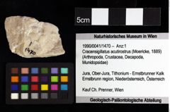 Foto (Objket + Etiketten) von Culmenformosa sp. 